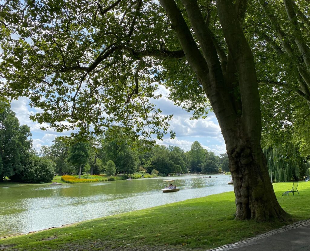 green tree near lake during daytime